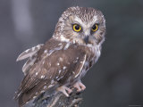 Northern Saw-Whet Owl, Alaska, Us Affiches par Lynn M. Stone