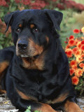 Rottweiler Dog Portrait, Illinois, USA Posters by Lynn M. Stone