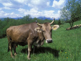 Domestic Cow, Grazing in Unimproved Pasture Tatra Mountains, Slovakia Prints by Pete Cairns