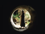 Brown Rat (Rattus Norvegicus) Standing at Entrance to Drain Prints by Jane Burton