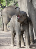 Baby Indian Elephant, Will be Trained to Carry Tourists, Bandhavgarh National Park, India Pósters por Tony Heald