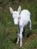 Domestic Donkey Foal, Albino, Europe Posters par Reinhard 