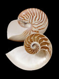 Chambered / Pearly Nautilus (Nautilus Pompilius) Shells, Indo-Pacific Affiches par Jane Burton