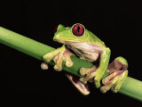 Maroon Eyed Leaf Frog, Esmeraldas, Ecuador Posters by Pete Oxford