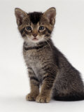 Domestic Cat, 9-Week Agouti-Tabby Male Kitten (Hybrid Wild Cat Crossed with a Blue Burmese) Print by Jane Burton
