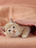 Domestic Cat, Cream Kitten Emerging from Under a Pink Blanket, Bedroom Print by Jane Burton
