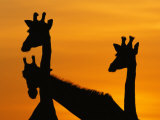 Giraffes, Silhouetted of Heads and Necks at Dawn, Botswana Savute-Chobe National Park Affiche par Richard Du Toit