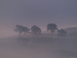 Scots Pine Trees in Mist, Abernethy Forest, Inverness-Shire, Scotland, UK Posters by Niall Benvie