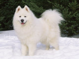 Samoyed Dog in Snow, USA Posters by Lynn M. Stone