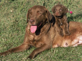 Chesapeake Bay Retriever Dog, Lactating Female and Puppy, USA Posters by Lynn M. Stone