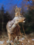 Roe Deer with Velvet Antlers (Capreolus Capreolus) Europe Affiche par Reinhard 