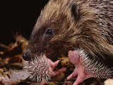 Hedgehog Carrying Newborn to New Nest (Erinaceus Europaeus), UK Affiche par Jane Burton