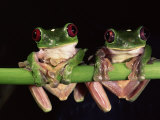 Pete Oxford - Maroon Eyed Leaf Frogs, Esmeraldas, Ecuador Plakát Pete Oxford - Maroon Eyed Leaf Frogs, Esmeraldas, Ecuador Plakát