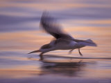 Black Skimmer Skimming at Sunset, Florida, USA Affiche par Rolf Nussbaumer
