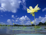 American Lotus, in Flower, Welder Wildlife Refuge, Rockport, Texas, USA Poster by Rolf Nussbaumer