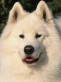 Samoyed Dog, USA Posters by Lynn M. Stone