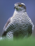 Northern Goshawk, Male Close-Up, Scotland Poster von Pete Cairns