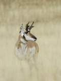 Pronghorn Antelope, Male, Yellowstone National Park, Wyoming, USA Foto von Rolf Nussbaumer