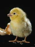 Light Sussex Hen Chick Poster von Jane Burton