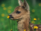 Roe Deer Fawn (Capreolus Capreolus) Europe Prints by Reinhard 