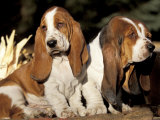 Two Bassett Hound Pups Prints by Lynn M. Stone