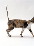 Domestic Cat, Blue-Cream-And-White (Dilute Tortoiseshell) Cornish Rex Female Prints by Jane Burton