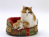 Domestic Cat, Mother with Kittens in Basket Prints by Jane Burton