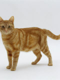Domestic Cat, Ginger Tabby Female Posters by Jane Burton