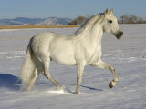 Grey Andalusian Stallion Trotting Through Snow, Colorado, USA Prints by Carol Walker