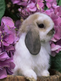 Lynn M. Stone - Young Lop Eared Domestic Rabbit, USA - Afiş