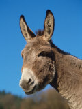 Domestic Donkey Head Portrait, Europe Affiches par Reinhard 