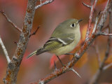 Ruby Crowned Kinglet, Adult in Black Hawthorn, Grand Teton National Park, Wyoming, USA Posters par Rolf Nussbaumer
