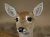 Pampas Deer, Fawn (Ozotoceros Bezoarticus) Serra Da Bodoquena, Mato Grosso Do Sur Province Posters by Pete Oxford