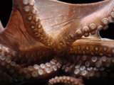Deepsea Octopus (Benthoctopus Sp) Mantle Showing Suckers, Deep Sea Atlantic Oceandeep Sea Prints by David Shale
