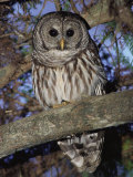 Barred Owl in Tree, Corkscrew Swamp Sanctuary Florida USA Prints by Rolf Nussbaumer