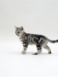 Domestic Cat, 12-Week Silver Tabby Male Kitten Poster by Jane Burton