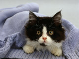 Domestic Cat, Black-And-White Semi-Longhaired Kitten in Blue Pullover Photographie par Jane Burton