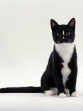Domestic Cat, Black-And-White Smooth-Coated Póster por Jane Burton