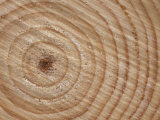 Growth Rings in Trunk of Spruce Tree, Norway Poster par Pete Cairns