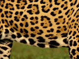 Close up of Belly of Jaguar, Mato Grosso, Pantanal, Brazil Photographie par Staffan Widstrand