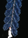 Deep Sea Siphonophore, Hydrozoan Cnidarian, 2503 Ft, Gulf of Maine Poster by David Shale