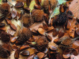 Beechnuts (Fagus Sylvatica) Europe Kunstdrucke von Reinhard 