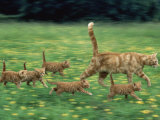 Ginger Domestic Cat Running with Litter of Five Kittens Poster by Jane Burton