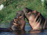 Hippos Courting, Masai Mara, Kenya Stampa fotografica di Anup Shah Hippos Courting, Masai Mara, Kenya Stampa fotografica di Anup Shah