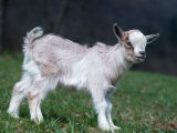 Reinhard - Pygmy Domestic Goat Kid - Posterler Reinhard - Pygmy Domestic Goat Kid - Posterler