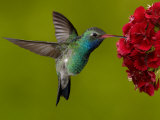 Broad-Billed Hummingbird, Male Feeding on Garden Flowers, USA Kunstdrucke von Dave Watts
