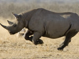 Tony Heald - Black Rhinoceros, Running, Namibia - Posterler