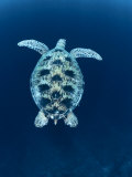 Green Sea Turtle, Indo Pacific Prints by Jurgen Freund