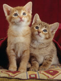 Domestic Cat, Portrait of Ginger and Spotted-Tabby Kittens Under Red Velours Curtain Photo by Jane Burton