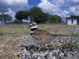 Killdeer Plover, Shading Eggs on Nest from the Sun, Welder Wildlife Refuge, Sinton, Texas, USA Poster par Rolf Nussbaumer